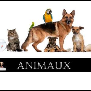 Comparatif : Animaux